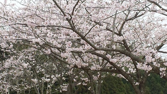 4-10桜５番