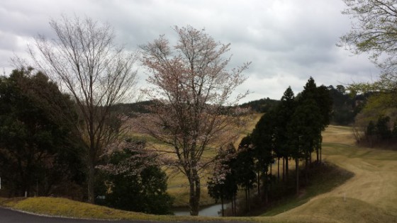 4月17日桜散る