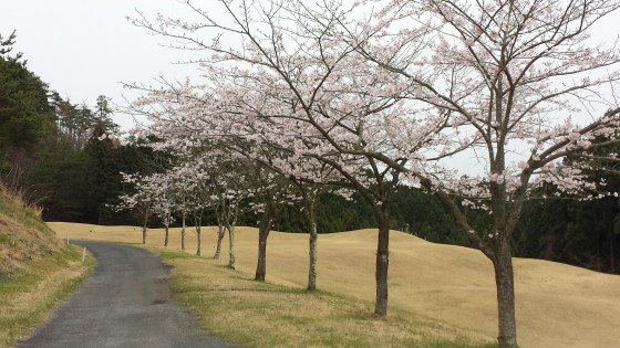 ５～６番桜